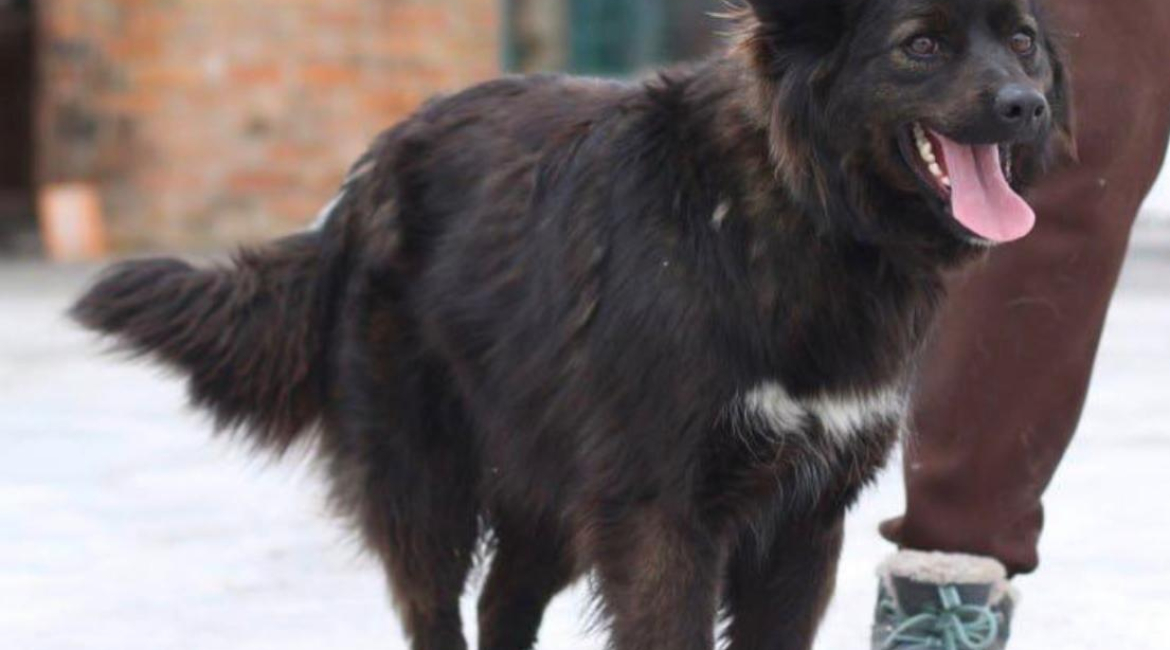 Chiens à adopter